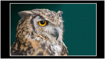 Owl - Free image #300623